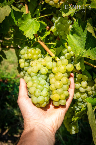 Fetească Regală, cel mai cultivat soi de struguri din România | Selecție de cinci vinuri | 15% OFF + reducere membru