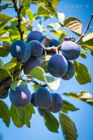 Raureni Magiun de Prune 350g