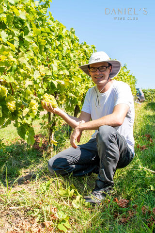 [15%OFF] Fetească Regală, cel mai cultivat soi de struguri din România / Selecție de cinci vinuri