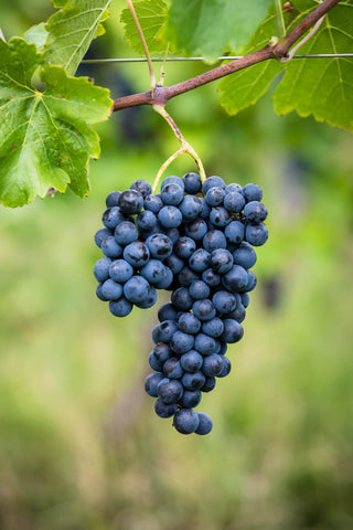 スチンティ・ブリュット・ロゼ・シラー | Scintti Brut Roze Syrah | 日本初上陸予定: 2025年11月