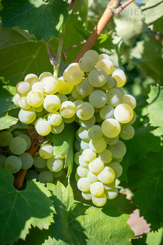 [⚠️ Preorder] Vinoteca Grasă de Cotnari 1989 | Release scheduled for April 2026 | Limited to one bottle per customer
