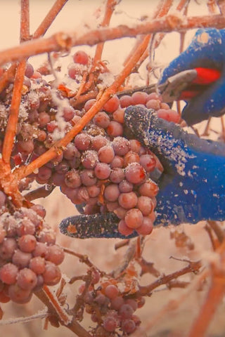 ジドヴェイ・アイスワイン・トラミネール・ローズ  2018年 | Jidvei Eiswein Traminer Roz 2018 | 再入荷予定: 2025年11月