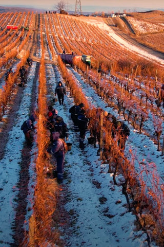 ジドヴェイ・アイスワイン・トラミネール・ローズ  2018年 | Jidvei Eiswein Traminer Roz 2018 | 再入荷予定: 2025年11月