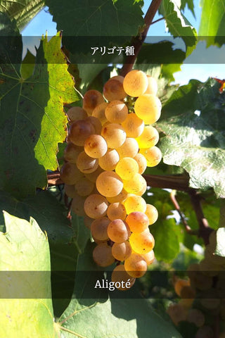 [⚠️ Precomandă] Caii de la Letea Spumant Aligote 2023 | Reaprovizionare: martie, 2026 | Ajustare de preț: 1 ianuarie, 2026