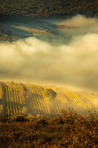 ジドヴェイ・貴腐ワイン・トラミネール・ローズ 2018年 | Jidvei CIB Traminer Roz 2018 | 日本初上陸予定: 2025年11月21日 (375 ml)