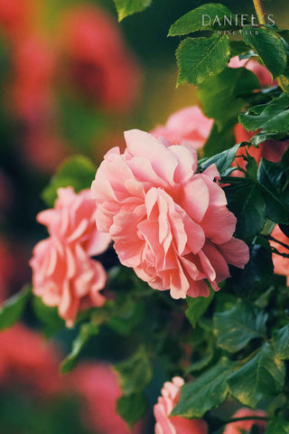 ルーマニア産 ラウレニ・ローズ・ペタル (薔薇の花びら) コンフィチュール / Raureni Rose Petal Confiture 250g