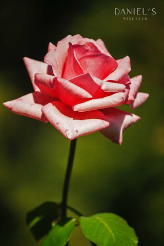 ルーマニア産 ラウレニ・ローズ・ペタル (薔薇の花びら) コンフィチュール / Raureni Rose Petal Confiture 250g
