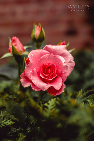 ラウレニ・ローズ・ペタル (薔薇の花びら) コンフィチュール / Raureni Rose Petal Confiture 250g
